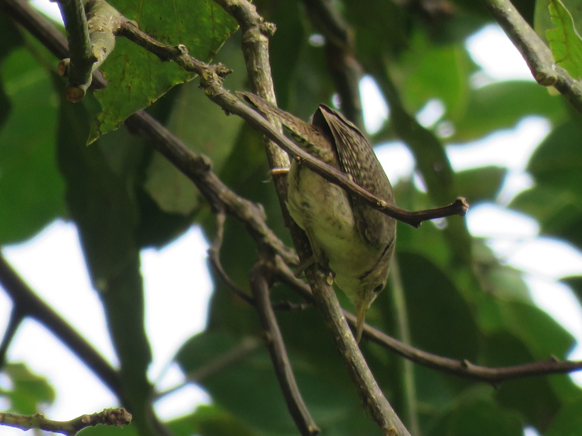 Southern House Wren - ML624953166