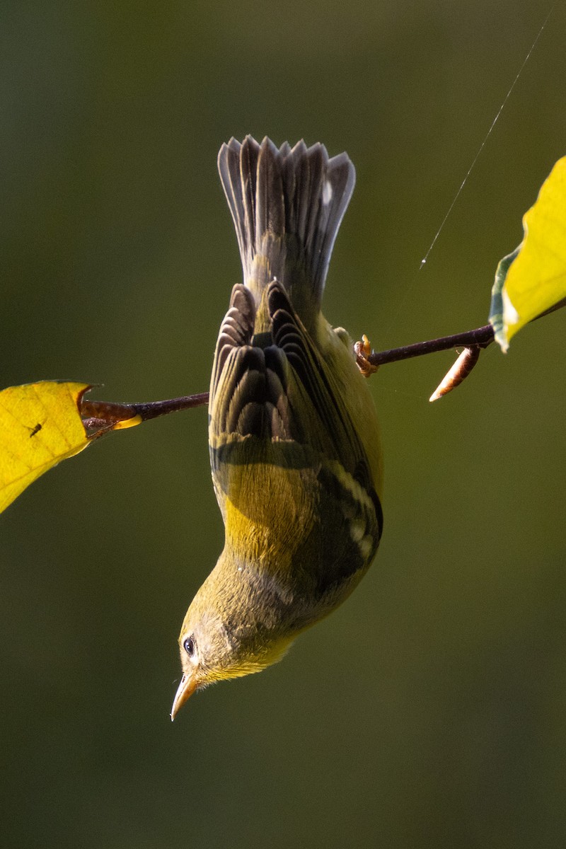 Northern Parula - Kent Fiala