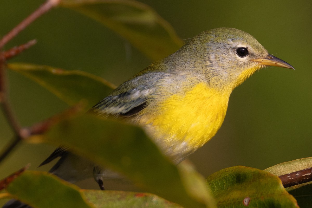 Northern Parula - ML624953279