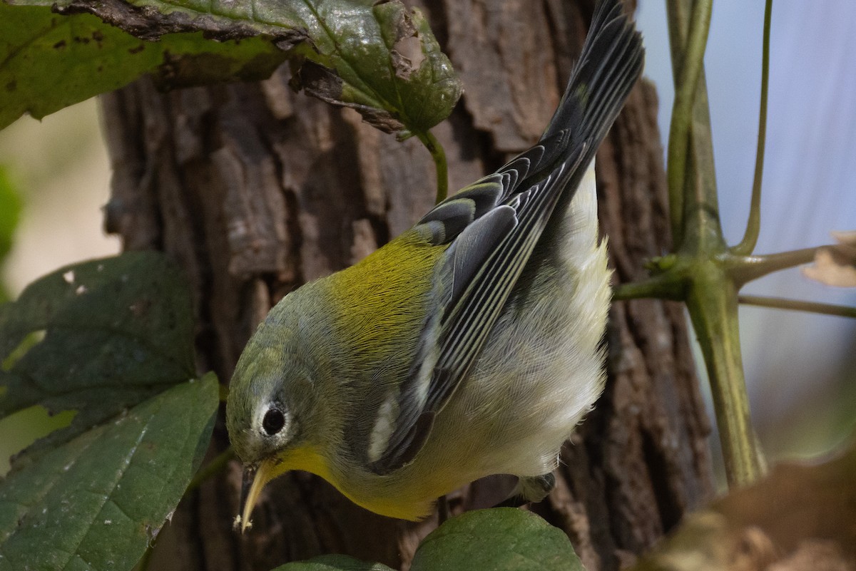 Northern Parula - ML624953284