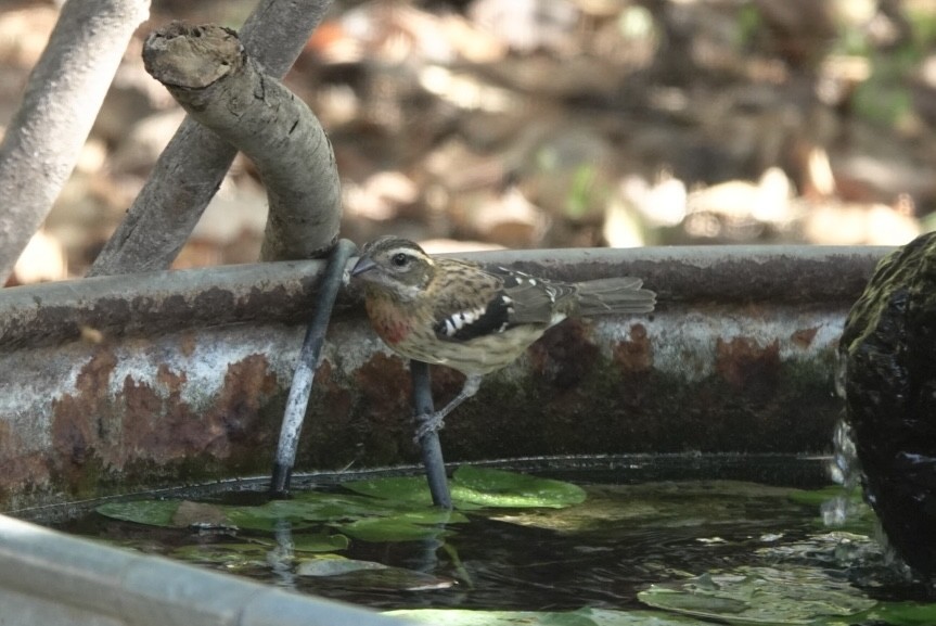 Rose-breasted Grosbeak - ML624953403