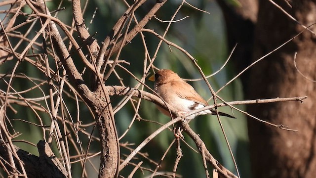 Masked Finch - ML624953407