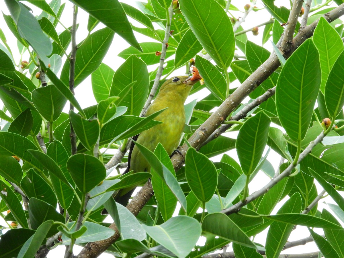 Piranga écarlate - ML624953418