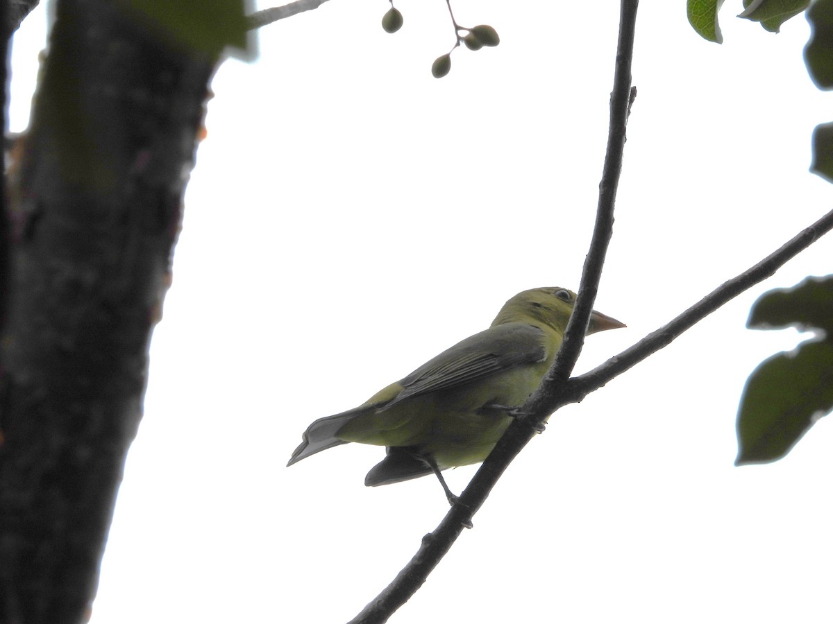 Piranga écarlate - ML624953434