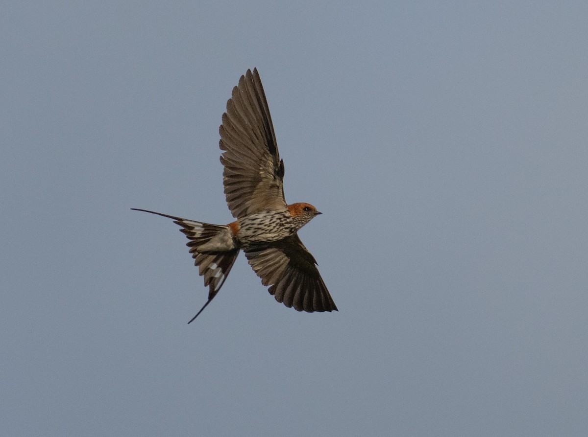 Lesser Striped Swallow - ML624953593