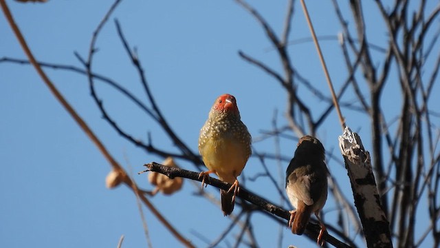 Star Finch - ML624953600