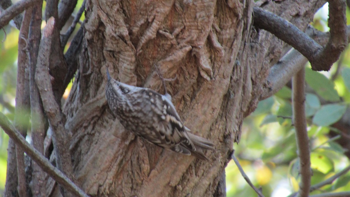 Brown Creeper - ML624953671