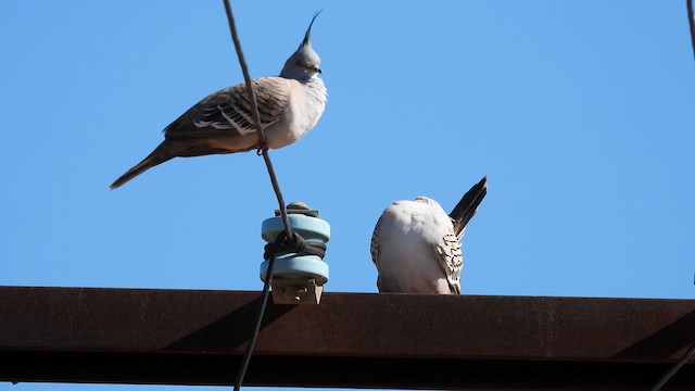 Crested Pigeon - ML624953790