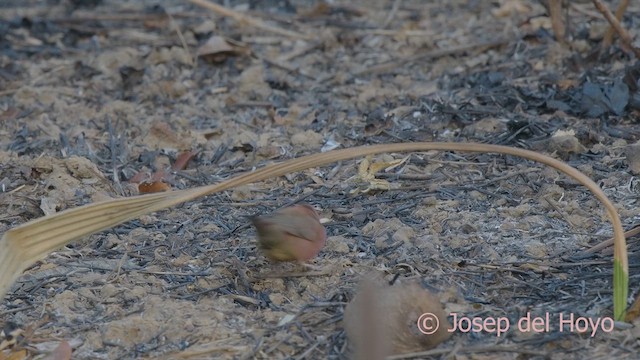 Red-billed Firefinch - ML624953830