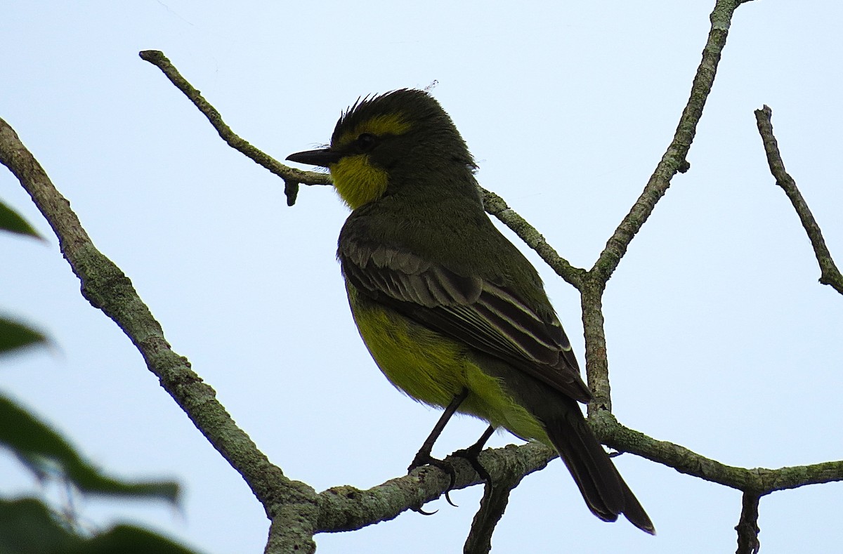 Yellow-browed Tyrant - ML624953849