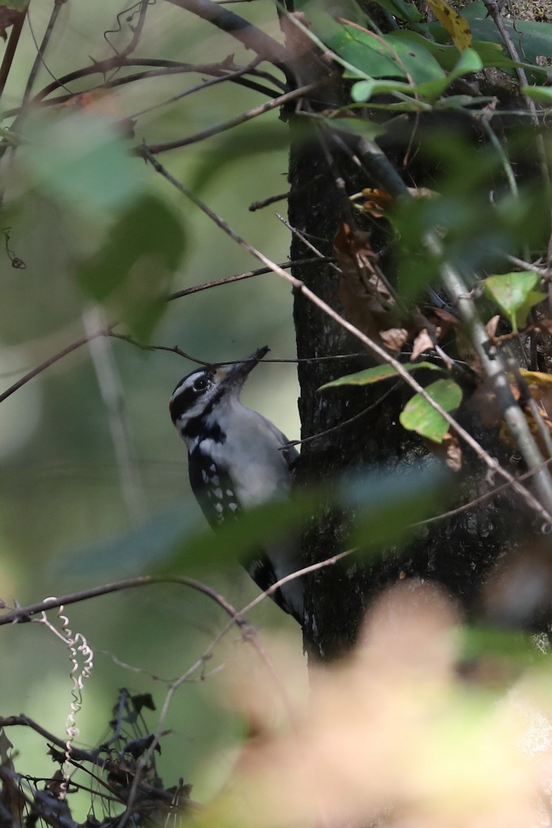 Hairy Woodpecker - ML624953867