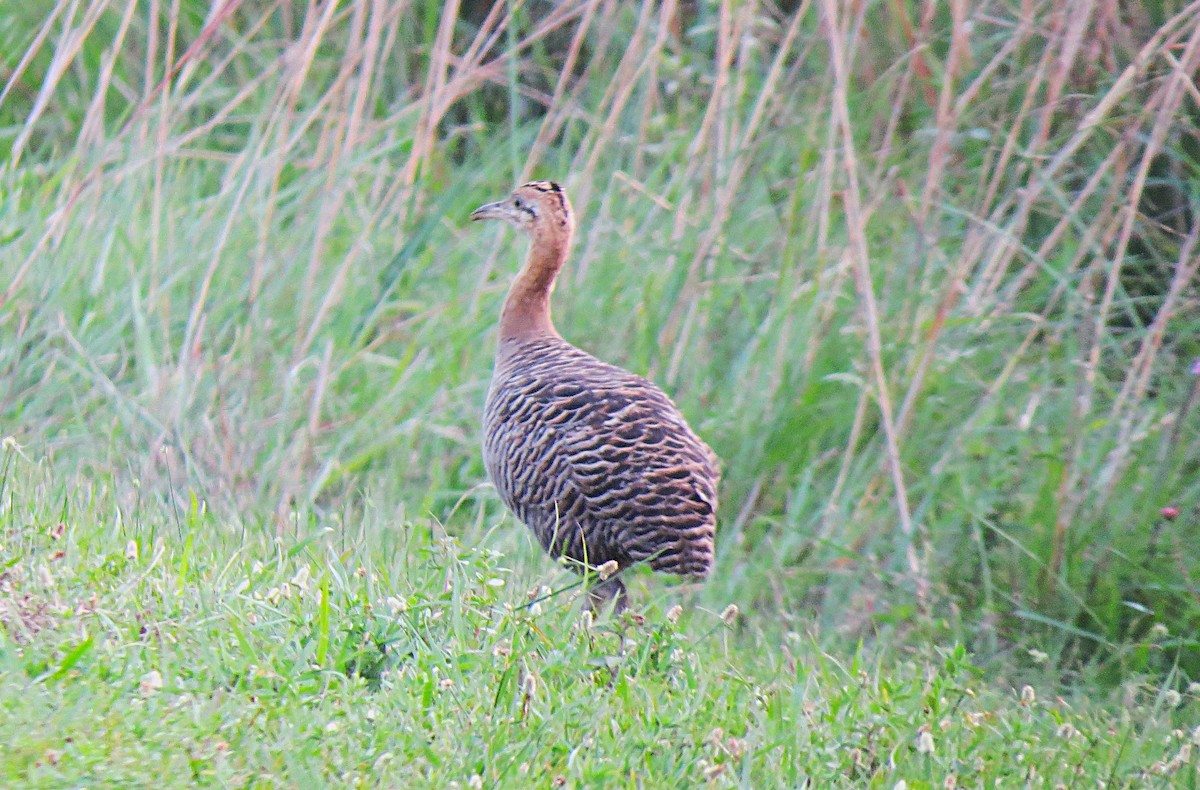 Red-winged Tinamou - ML624953916