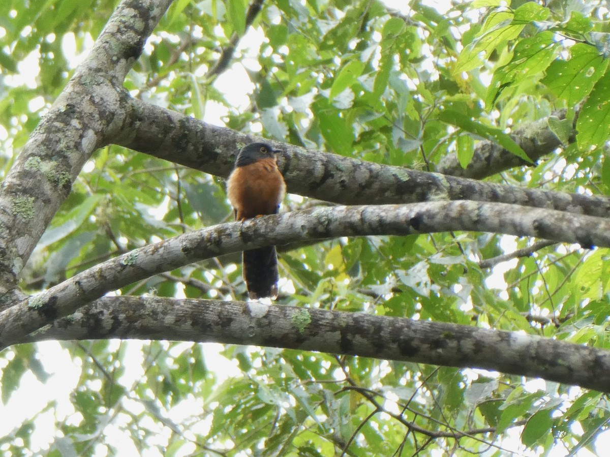 Chestnut-breasted Cuckoo - ML624953922