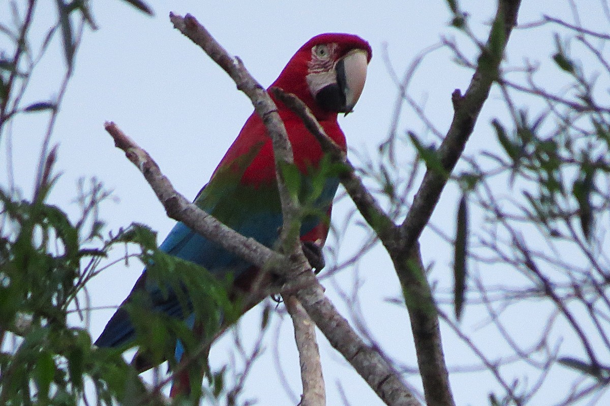 Red-and-green Macaw - ML624953999