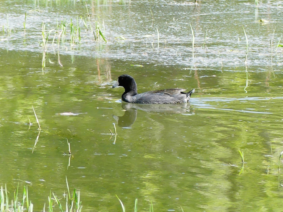 American Coot - ML624954030