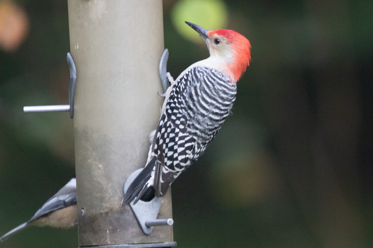 Red-bellied Woodpecker - ML624954051