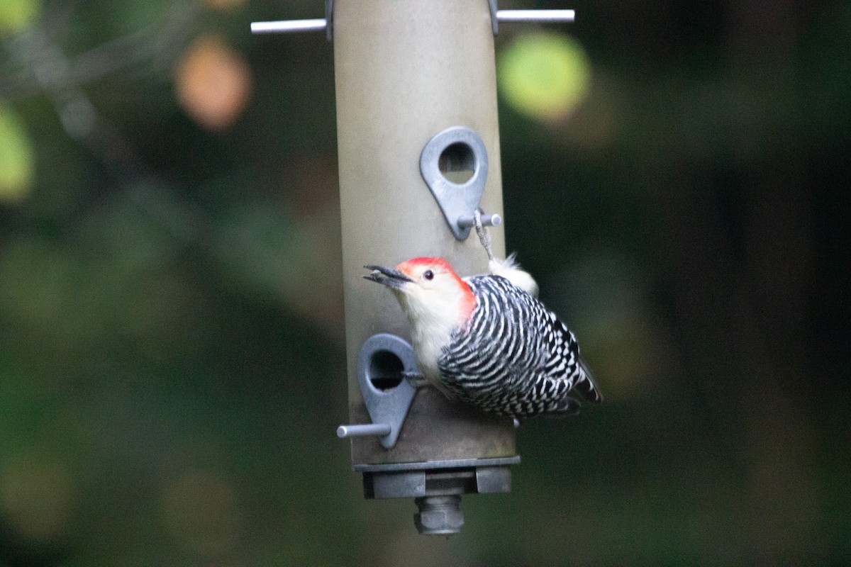 Red-bellied Woodpecker - ML624954052