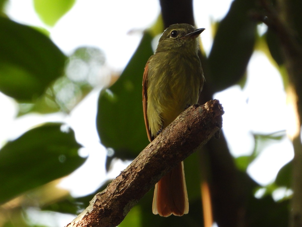 Rufous-tailed Flatbill - ML624954082