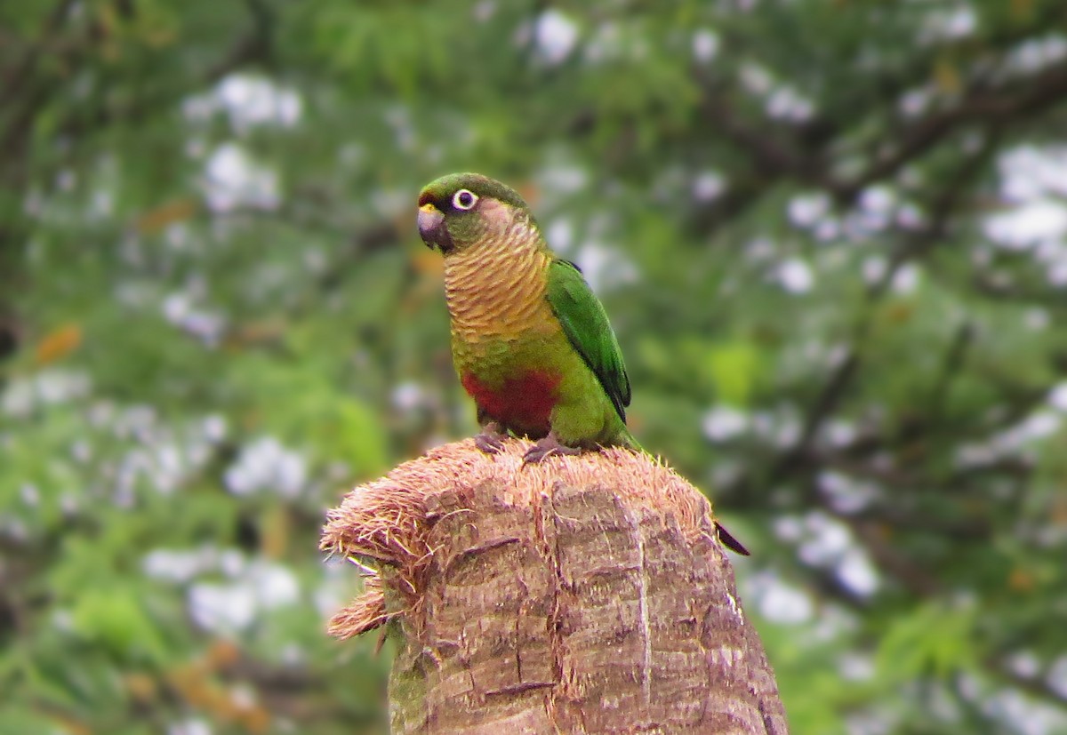 Maroon-bellied Parakeet - ML624954110