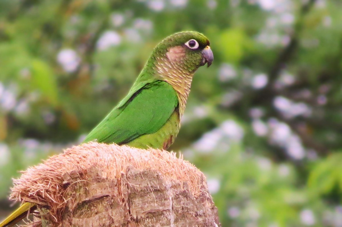 Maroon-bellied Parakeet - ML624954124