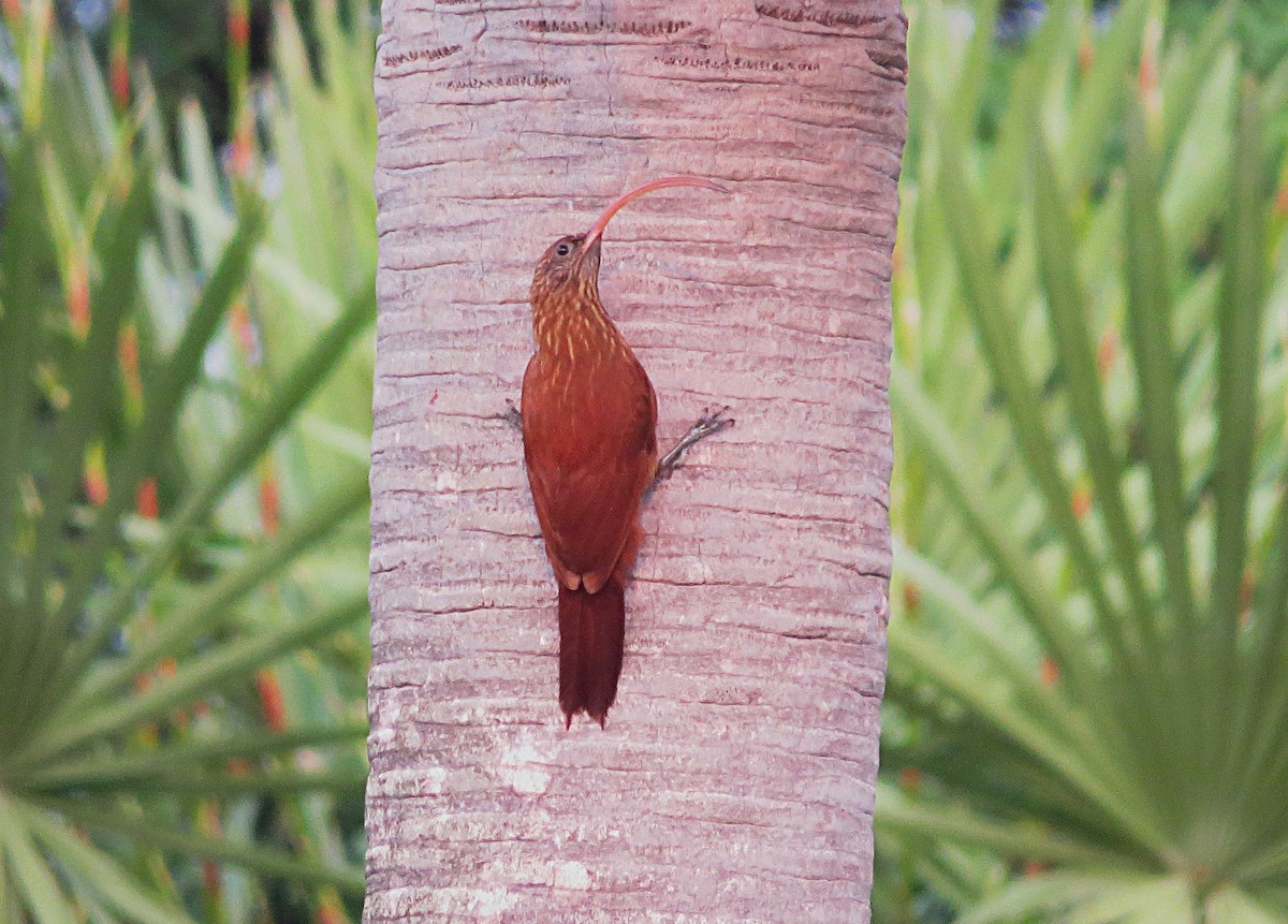 Red-billed Scythebill - ML624954143