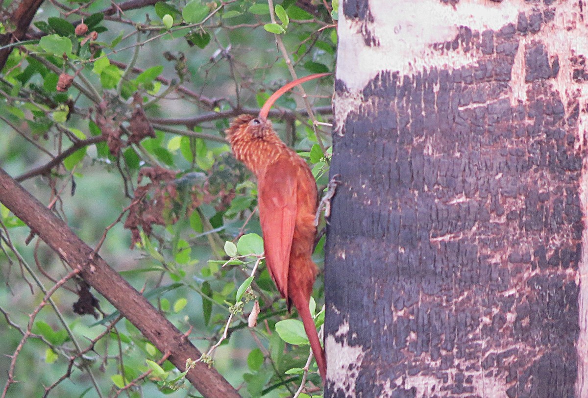 Red-billed Scythebill - ML624954163