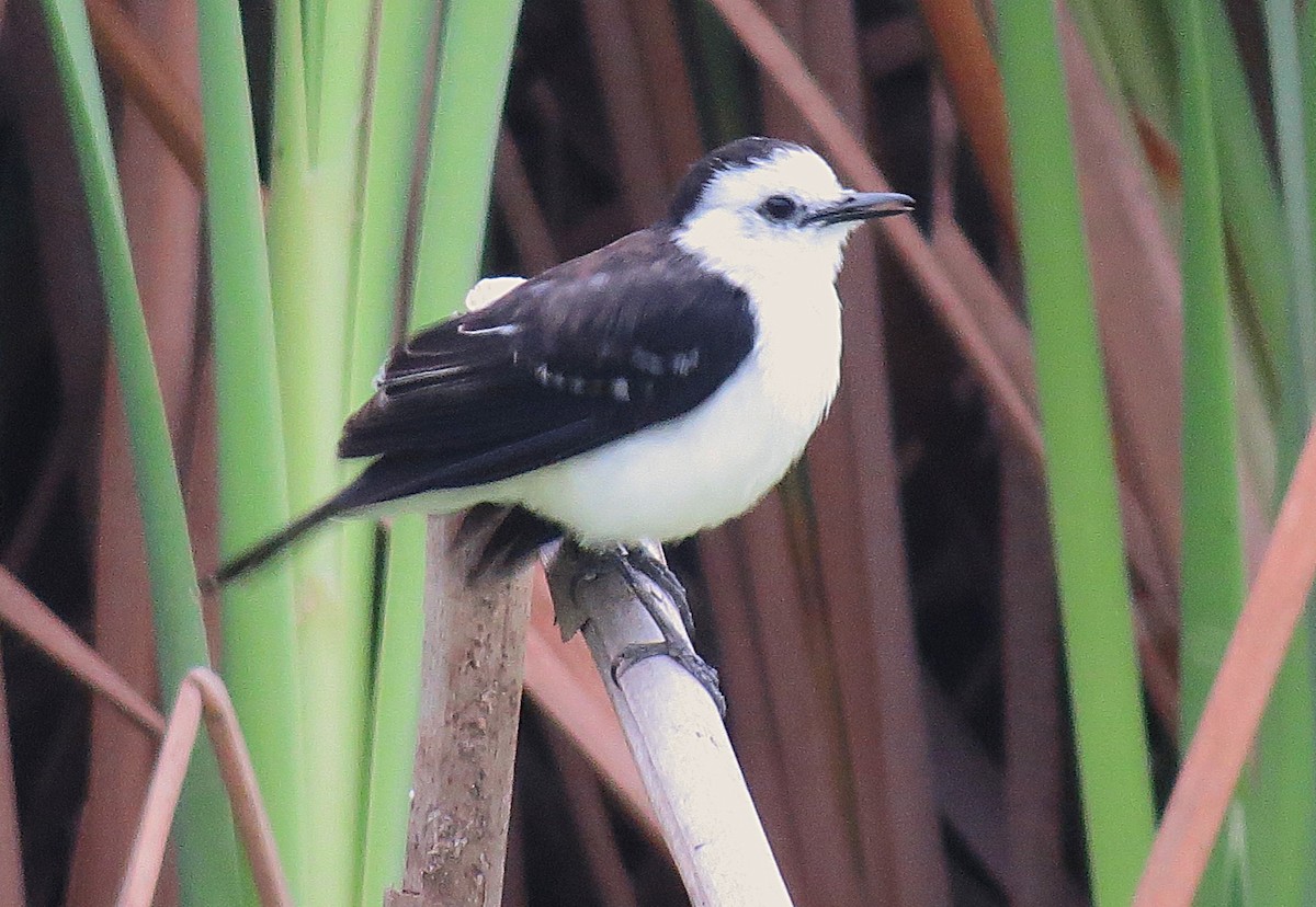 Black-backed Water-Tyrant - ML624954183