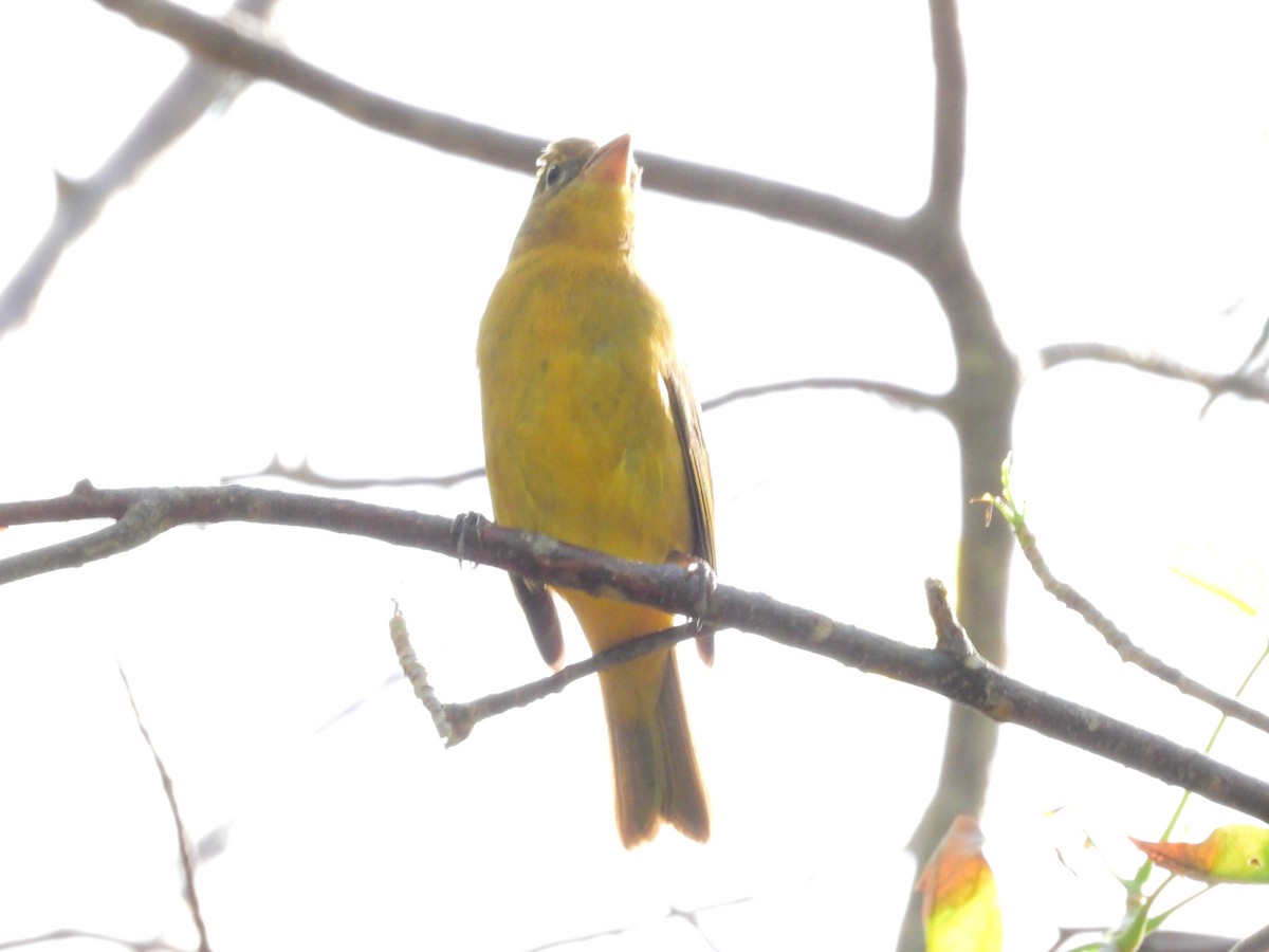 Piranga écarlate - ML624954187