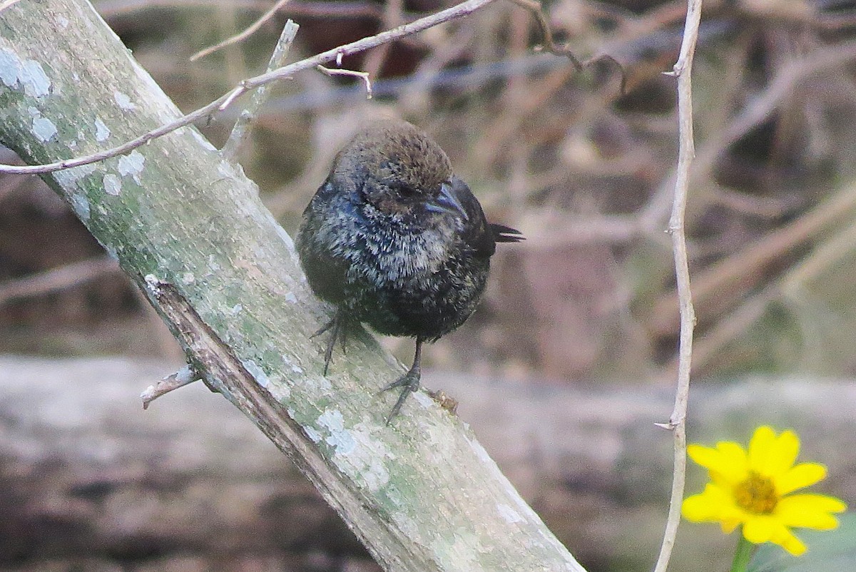 Blue-black Grassquit - Darío González