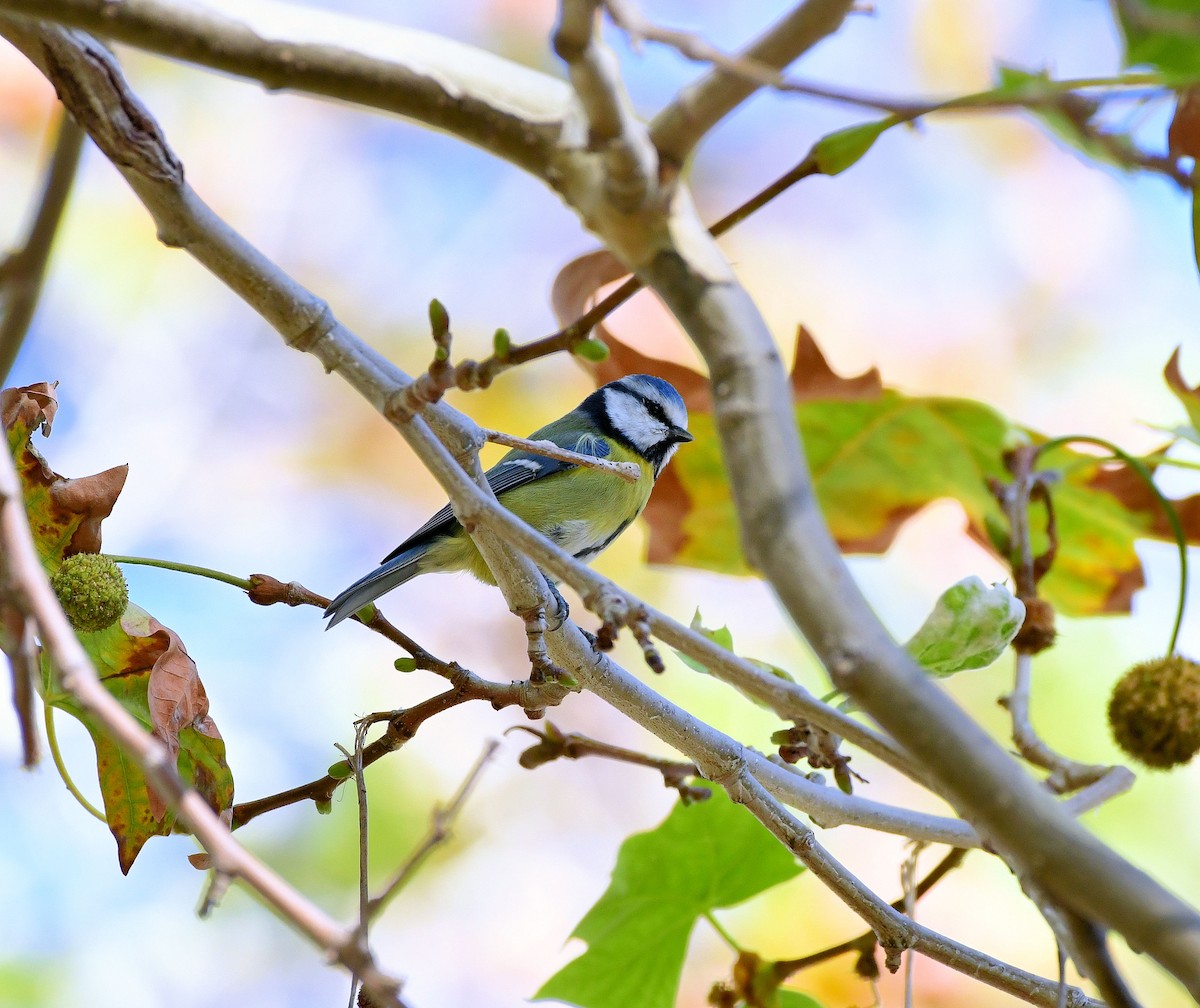 Eurasian Blue Tit - ML624954348