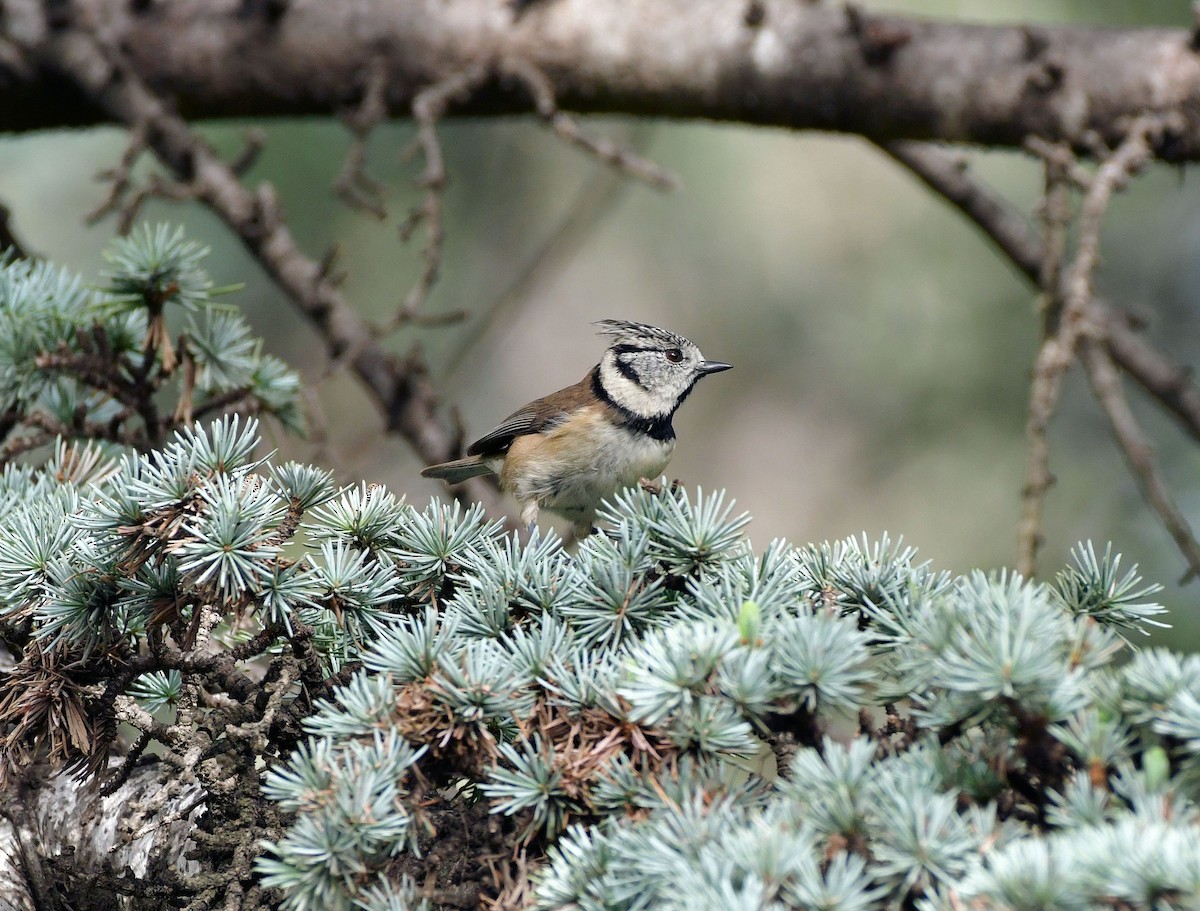 Crested Tit - ML624954381