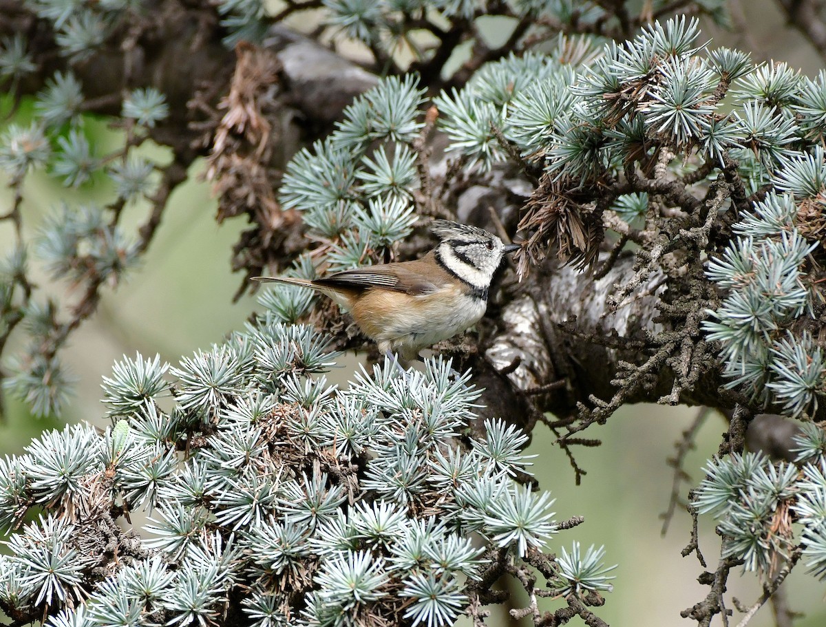 Crested Tit - ML624954385