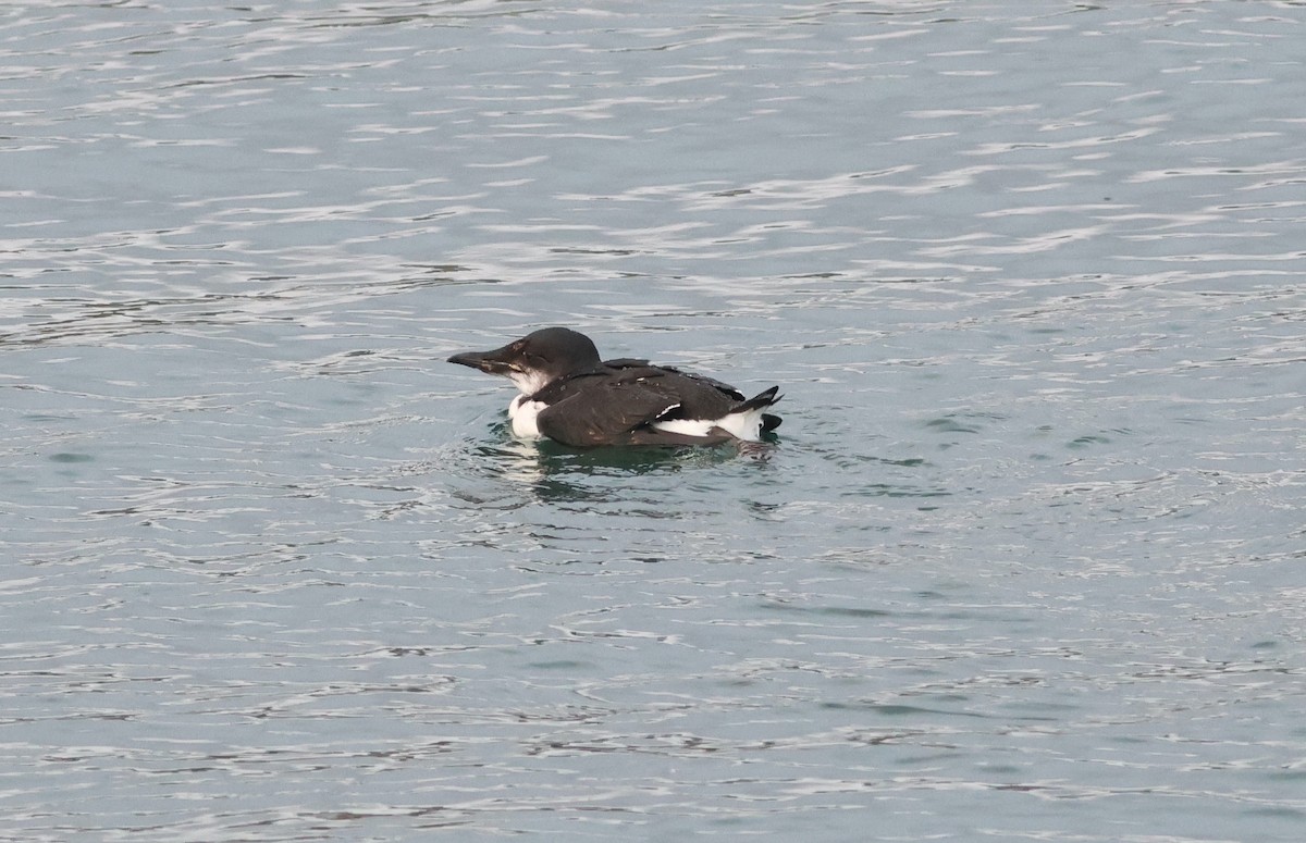 Dickschnabellumme - ML624954387