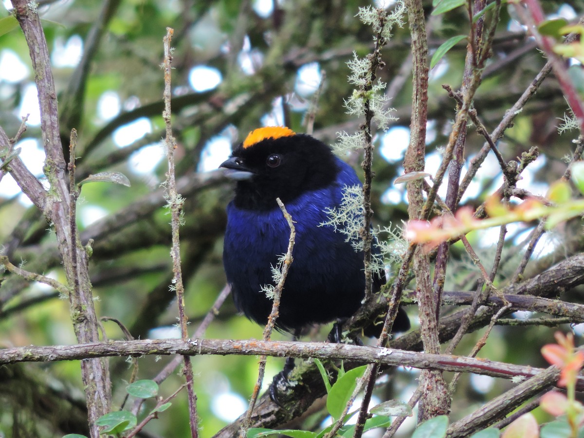 Golden-crowned Tanager - ML624954403