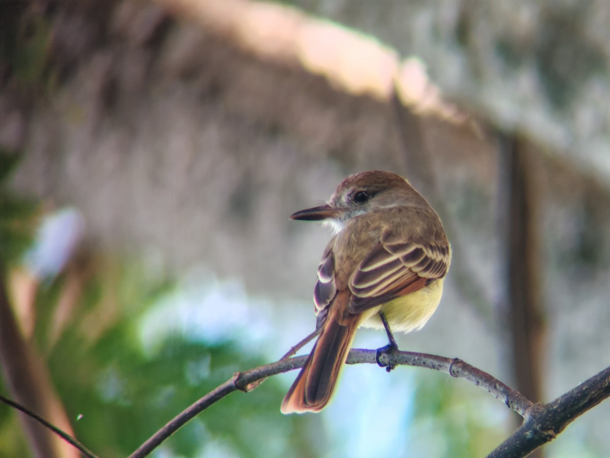 Brown-crested Flycatcher - Santos Molina