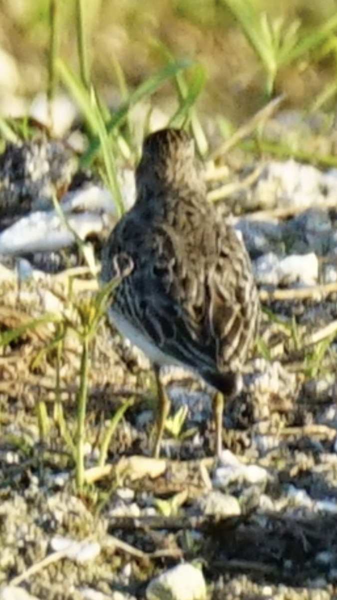 Least Sandpiper - ML624954450