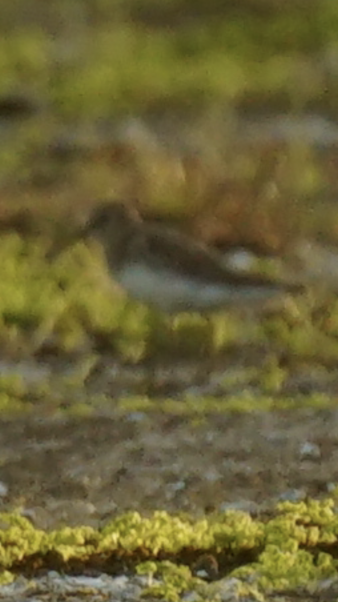Least Sandpiper - ML624954451
