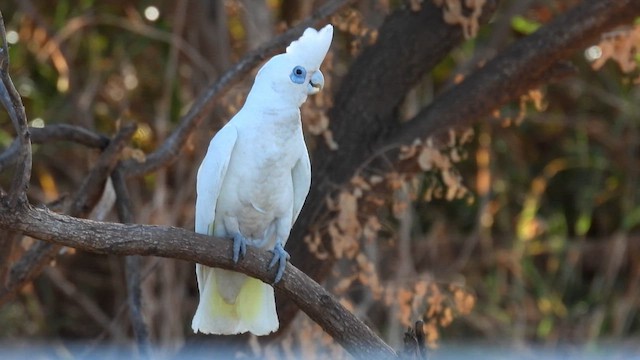 Little Corella - ML624954459