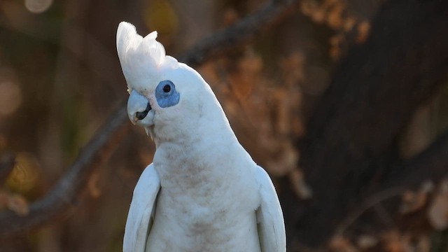 Little Corella - ML624954461