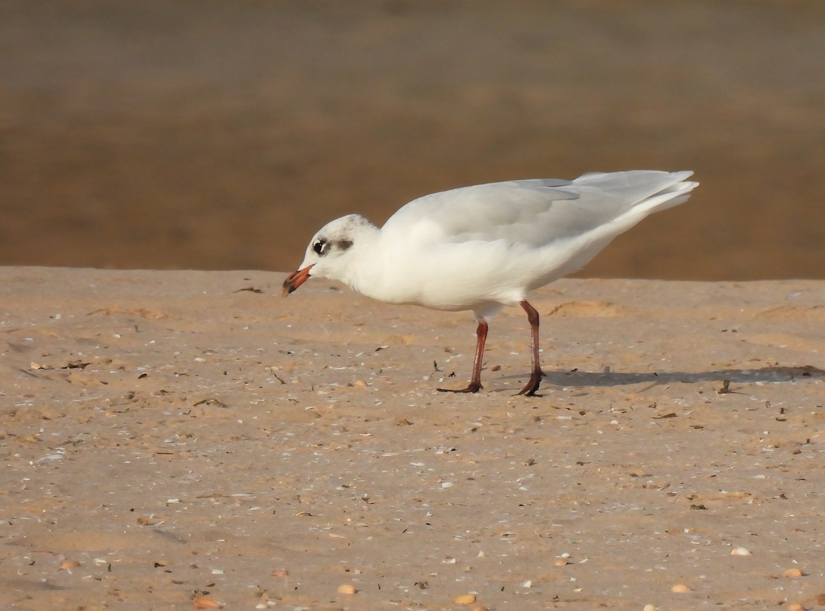 Mediterranean Gull - ML624954530