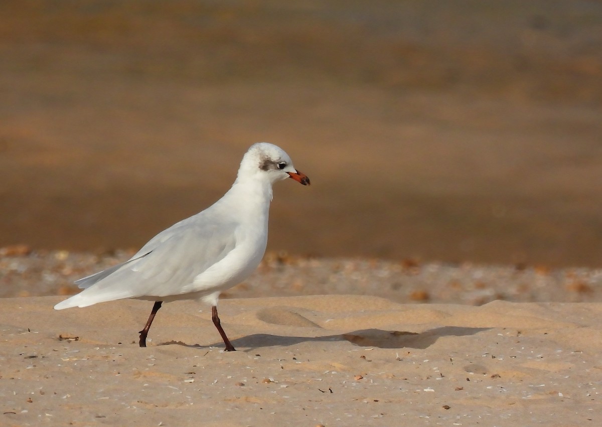 Mediterranean Gull - Carlos Alberto Ramírez