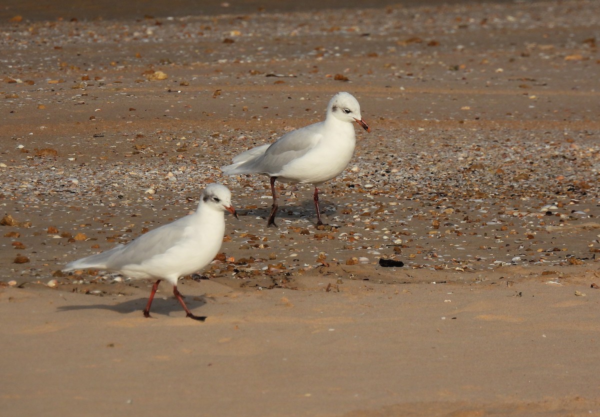 Mediterranean Gull - ML624954532