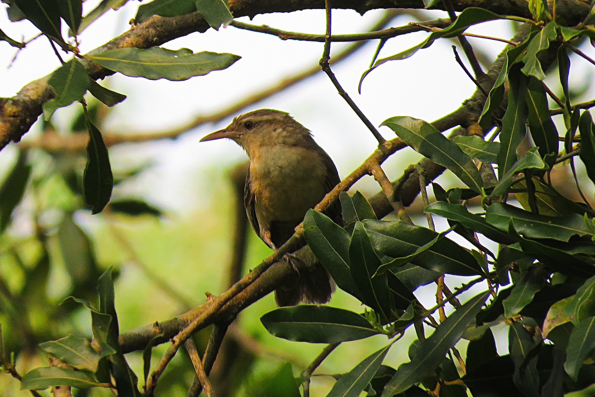 Thrush-like Wren - Darío González