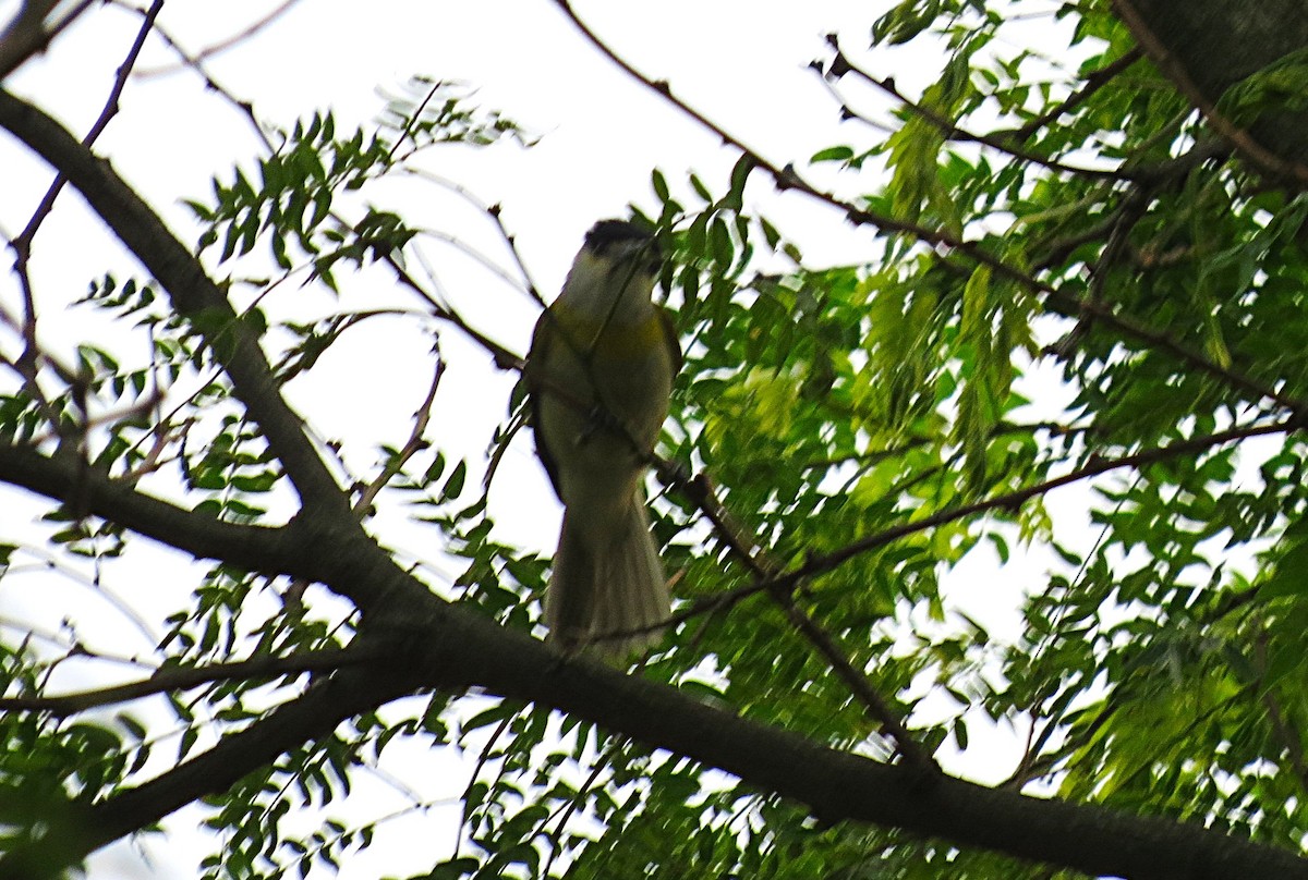 Green-backed Becard - Darío González