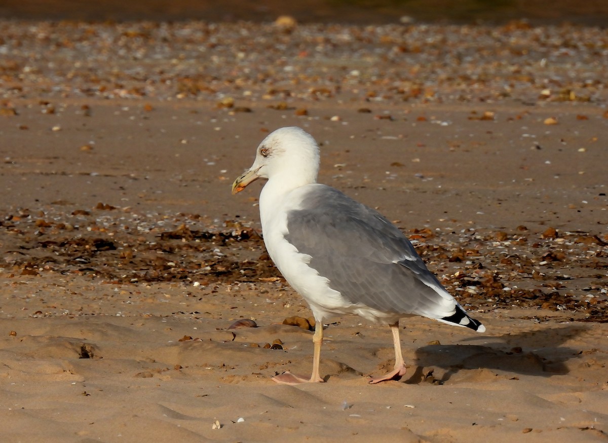 Yellow-legged Gull - ML624954565