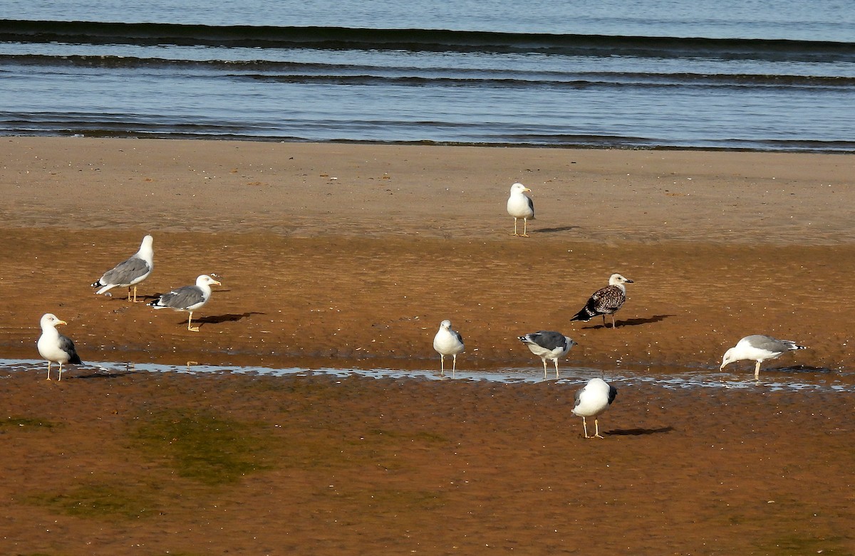 Yellow-legged Gull - Carlos Alberto Ramírez