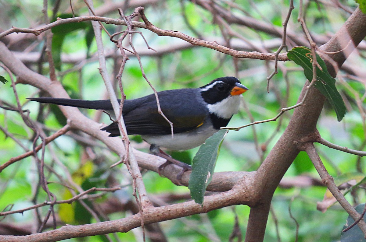 Saffron-billed Sparrow - ML624954579