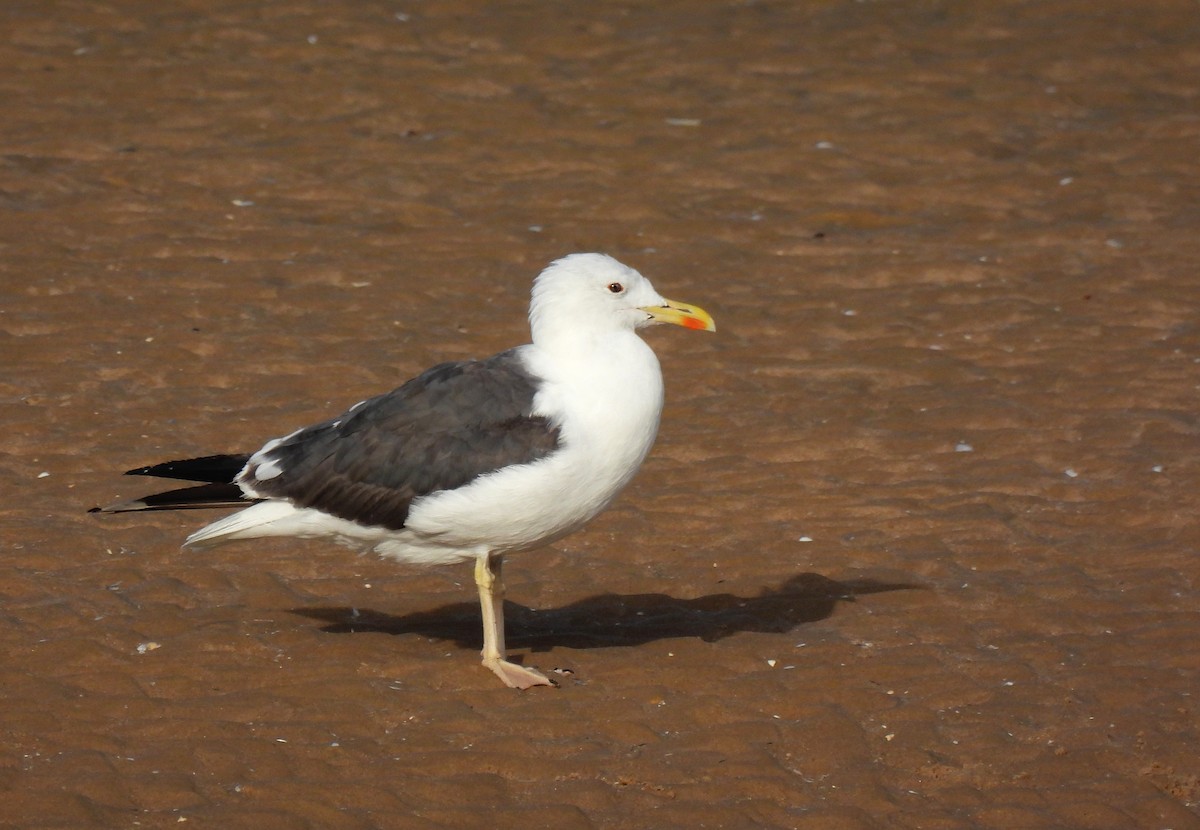 Lesser Black-backed Gull - ML624954582