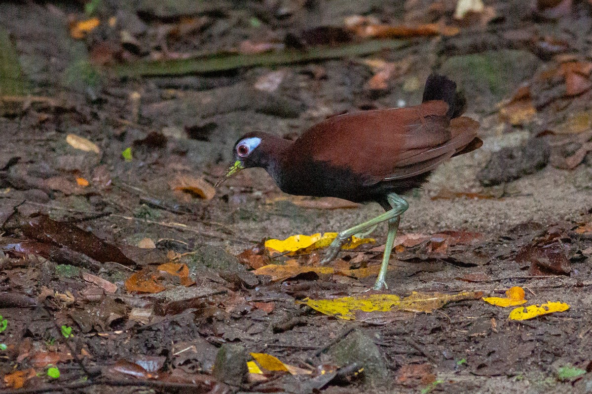 Blue-faced Rail - ML624954708