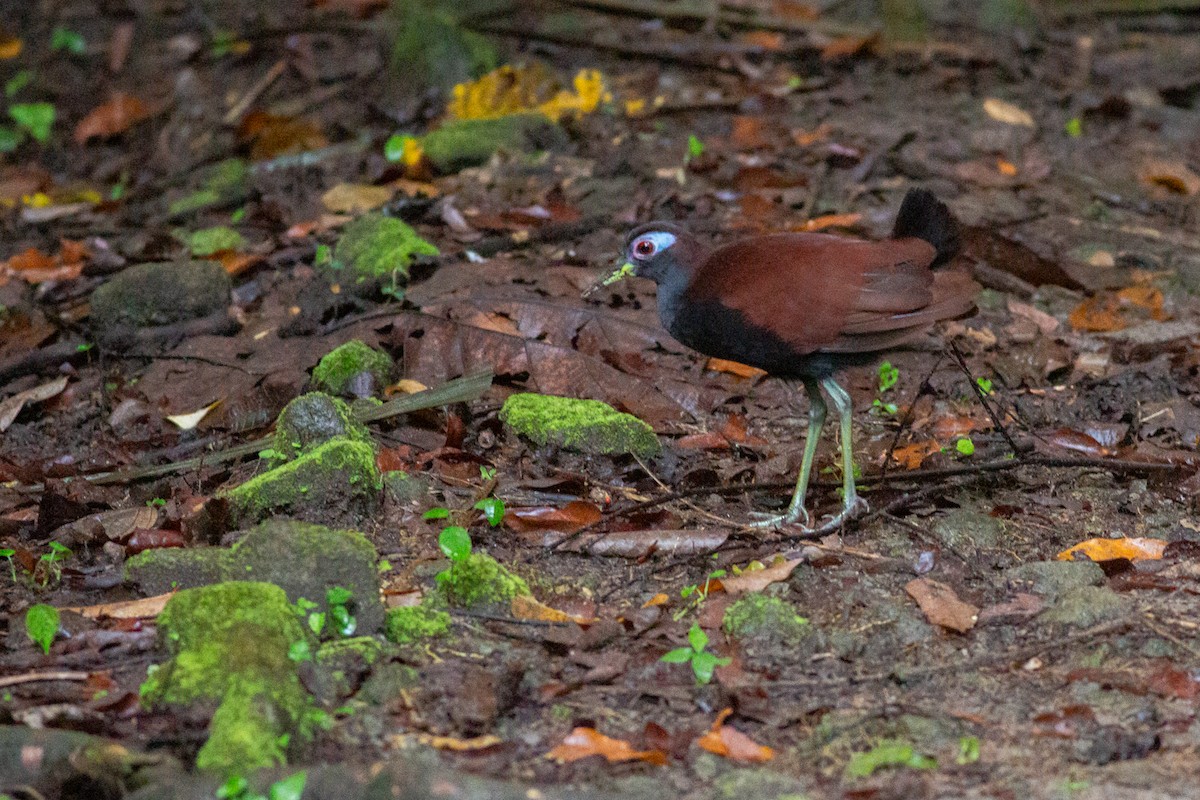 Blue-faced Rail - ML624954709
